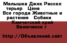 Малышка Джек Рассел терьер › Цена ­ 40 000 - Все города Животные и растения » Собаки   . Камчатский край,Вилючинск г.